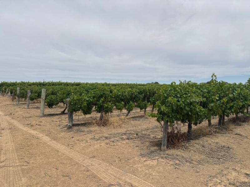 LOT 22 BRAND ROAD
COBDOGLA SA 5346, Cobdogla - Thumbnail 6