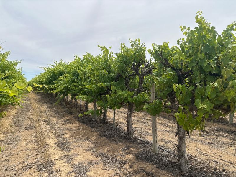 LOT 22 BRAND ROAD
COBDOGLA SA 5346, Cobdogla - Thumbnail 7