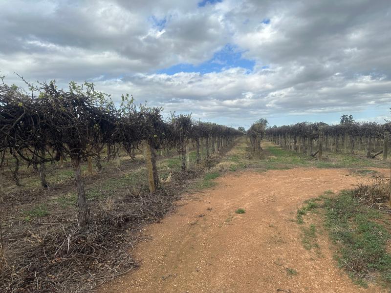 LOT 24 TARCOOLA STREET
RENMARK WEST SA 5341, Renmark West - Thumbnail 5