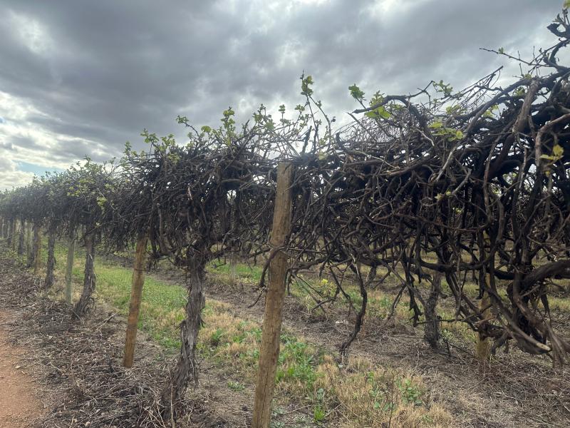 LOT 24 TARCOOLA STREET
RENMARK WEST SA 5341, Renmark West - Thumbnail 6
