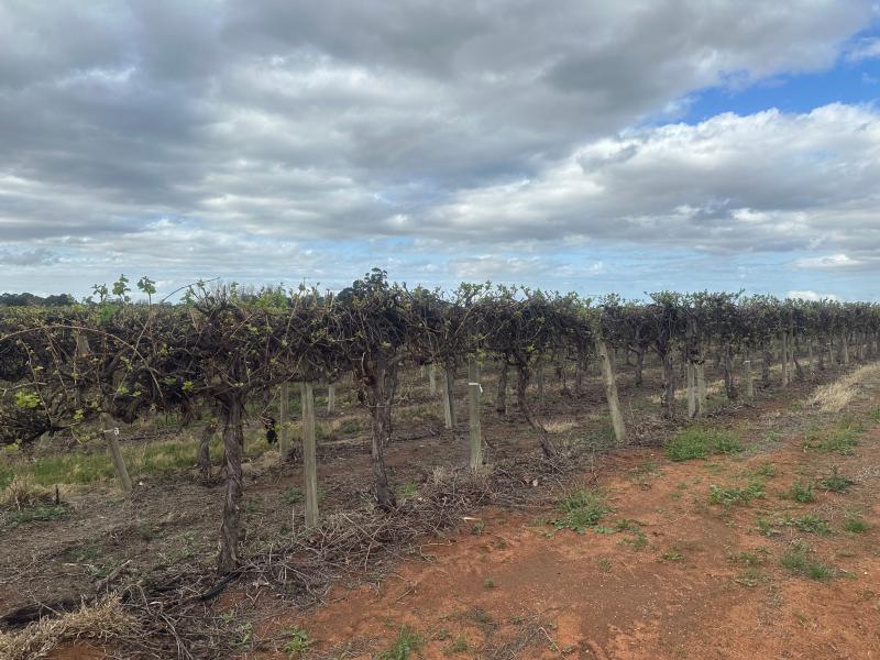 LOT 24 TARCOOLA STREET
RENMARK WEST SA 5341, Renmark West - Thumbnail 7