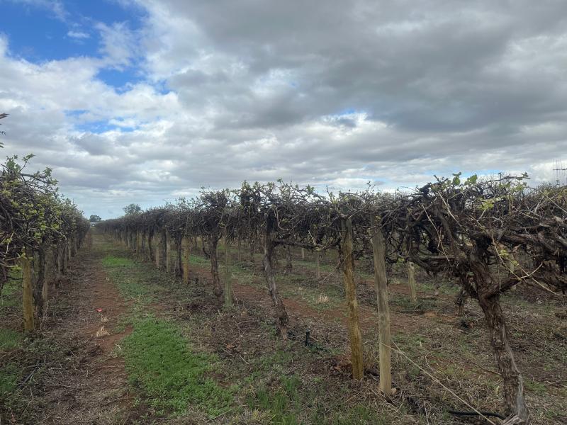 LOT 24 TARCOOLA STREET
RENMARK WEST SA 5341, Renmark West - Thumbnail 8